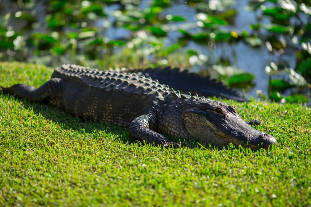 everglades park alligator